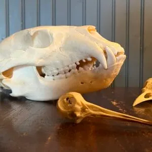 Skull Identification Adventures with Pam Newitt (Feb. 19)