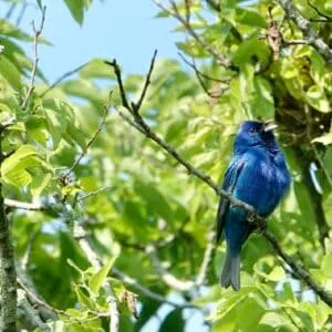 Spring Bird Walk with Pam Newitt and Sue Eveland (May 13)