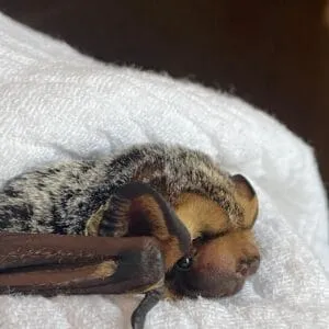 Thursday Night Nature: Pennsylvania Bat Rescue: Conservation and Rehabilitation with Stephanie Stronsick (May 9, 2024)