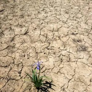 Thursday Night Nature: Soils and Natives 101 What is the nature of their relationship? with Mark Brownlee (July 18, 2024)