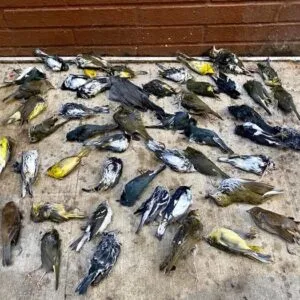 Thursday Night Nature: The Bird Collision Problem in Philadelphia with Keith Russell (November 14, 2024)