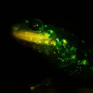 Thursday Night Nature: Thar She Glows! Biofluorescence with Holden Cooper (October 24, 2024)