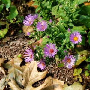 Knowing Native Plants: Classic Asters and Their Colorful Companions with Mary Anne Borge (Sept. 21, 2024)