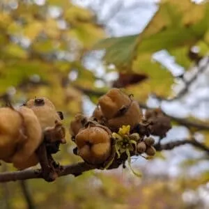 Knowing Native Plants: From Flowers to Seeds with Ed Lignowski, Ph.D. (Nov. 2, 2024)