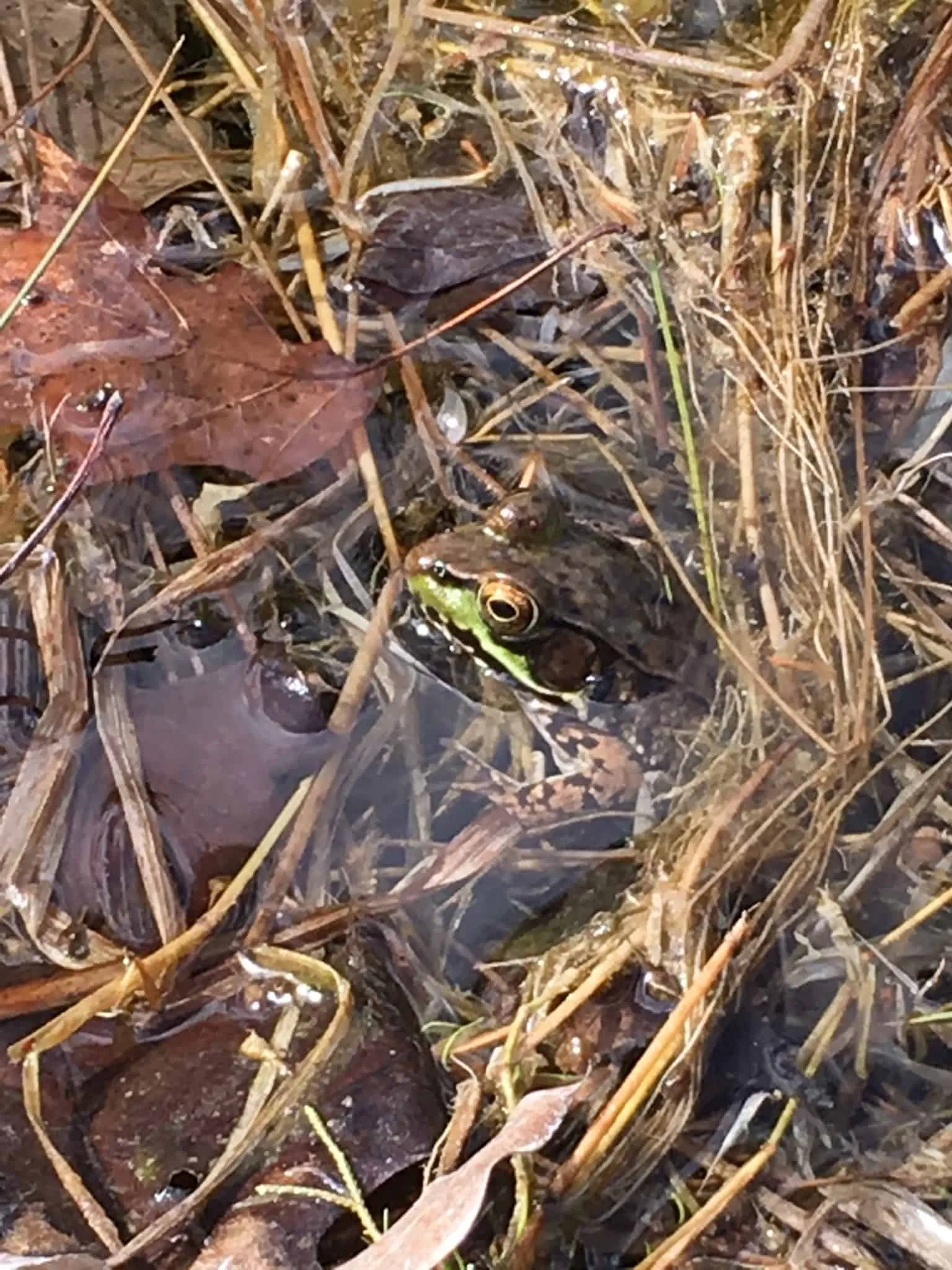 Green Frog