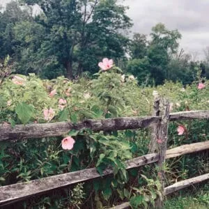 Nature Therapy Walk: A Shinrin-yoku Experience with Sharon Lohse and Patty Kleiner (May 10, 2024)