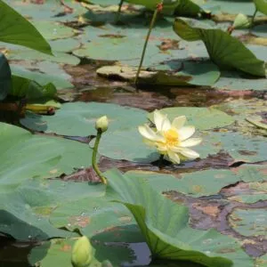 Nature Therapy Walk: A Shinrin-yoku Experience with Sharon Lohse and Patty Kleiner (July 12, 2024) (CANCELLED)