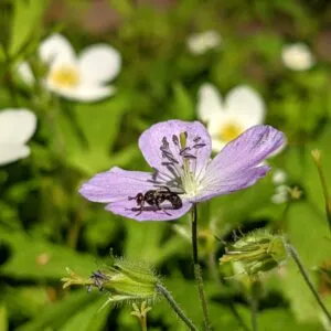 Knowing Native Plants: Late Spring Lovelies with Mary Anne Borge (May 4, 2024)