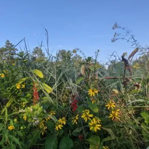 Knowing Native Plants: Meadow Magic with Mary Anne Borge (July 27, 2024)