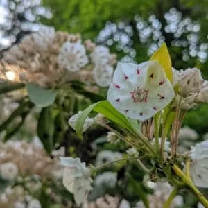 Knowing Native Plants: Flowering Shrubs with Mary Anne Borge (May 18, 2024)