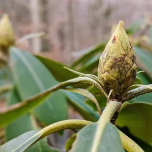 Knowing Native Plants: Plant ID with Ed Lignowski, Ph.D. (Feb. 3, 2024)