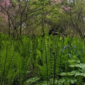 Knowing Native Plants: Focus on Ferns with Ed Lignowski, Ph.D. (Jun. 8, 2024)