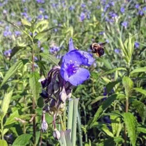 Nature Therapy Walk: A Shinrin-yoku Experience with Sharon Lohse and Patty Kleiner (June 22, 2024)