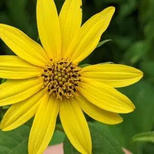 Knowing Native Plants: Confusing Yellow Composites with Mary Anne Borge (Aug 24, 2024)