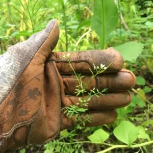 Knowing Native Plants: Invasive Species ID and Management with Mary Anne Borge (June 22, 2024)